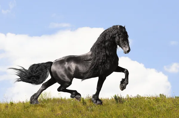 Cavalo friesiano preto no prado — Fotografia de Stock