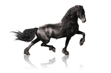 Black friesian horse isolated on white clipart