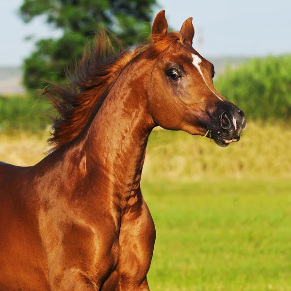 Bay arabian horse runs gallop — Zdjęcie stockowe