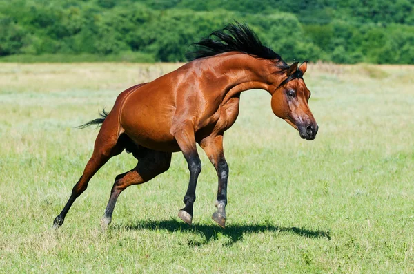 Bay arabian horse runs gallop — Zdjęcie stockowe