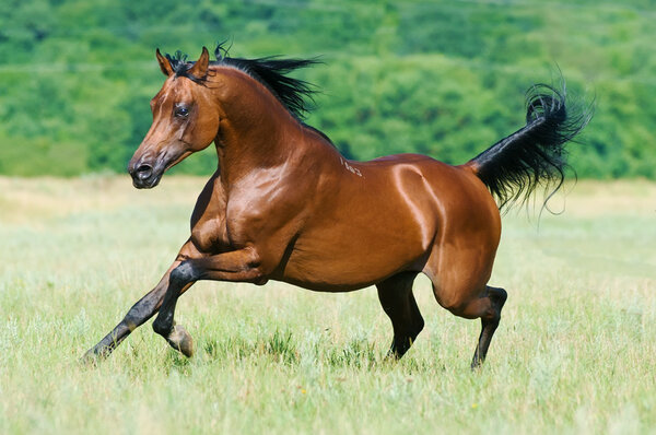 Bay arabian horse runs gallop