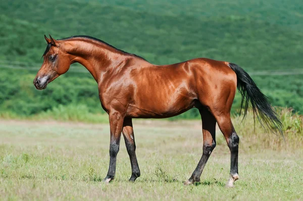 Baía cavalo árabe — Fotografia de Stock