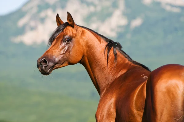Braunes arabisches Pferd — Stockfoto