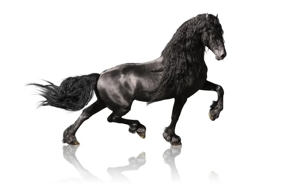 Czarny Koń fryzyjski na białym tle — Zdjęcie stockowe