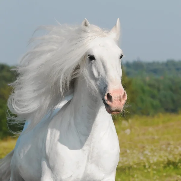 Galope de corrida de cavalo branco — Fotografia de Stock