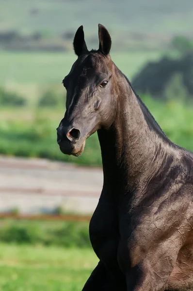 Cavalo preto corre galope — Fotografia de Stock