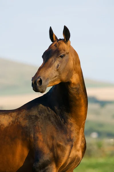 Bay häst porträtt — Stockfoto