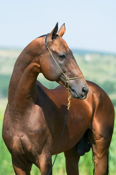 Bay häst porträtt — Stockfoto