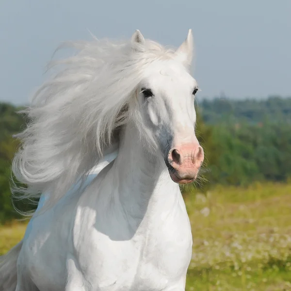 Featured image of post Fotos De Caballos Hermosos Blancos Si te gustan las cabalgatas la compra de caballos o los torus de lujo que se ofrecen con paseo a caballo este lindo fotomontaje de naturaleza te pondra en medio de dos caballitos bien llamativos