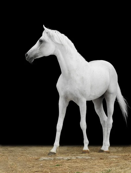 Koń biały na czarnym tle — Zdjęcie stockowe