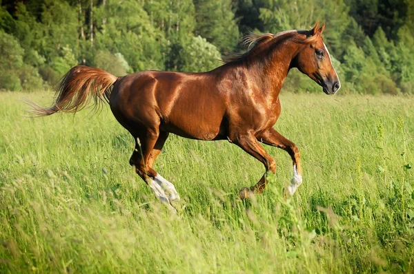 Kastanj arabian stallion kör galopp — Stockfoto