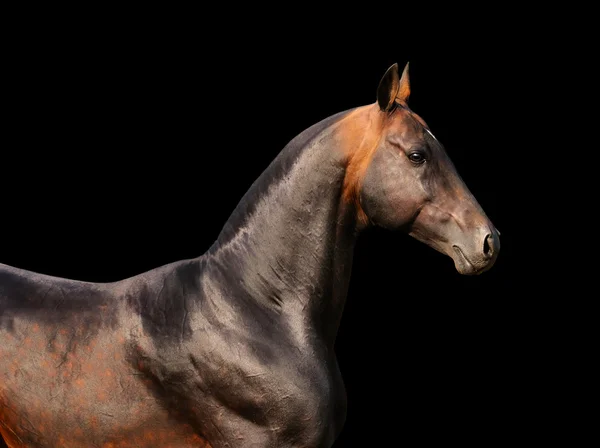 Бухта кінь ізольовані на чорному — стокове фото