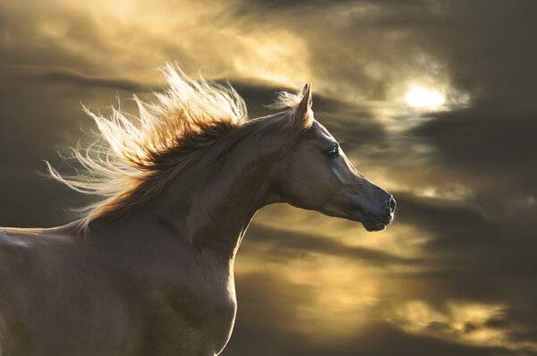 Chestnut horse runs gallop in sunset