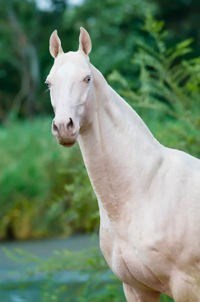 White Horse Portrait Summer — Stock Photo, Image