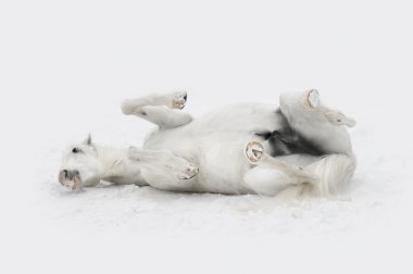 Orlov trotter beyaz at portre kış