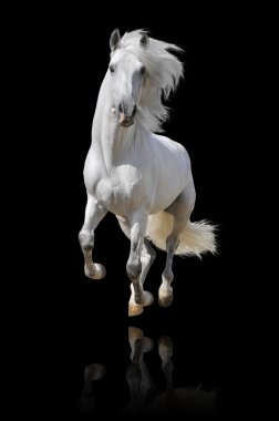 White horse isolated clipart