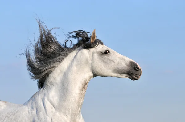 Branco Andaluz Cavalo Garanhão Céu Fundo — Fotografia de Stock