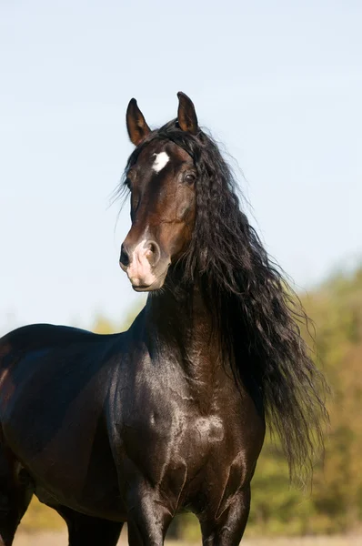 Nyáron Bay horse-portré — Stock Fotó
