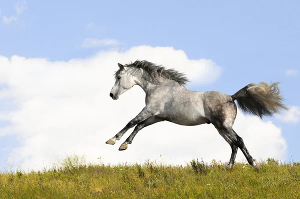White Arabian Stallion Runs Gallop Field — Stock Photo, Image