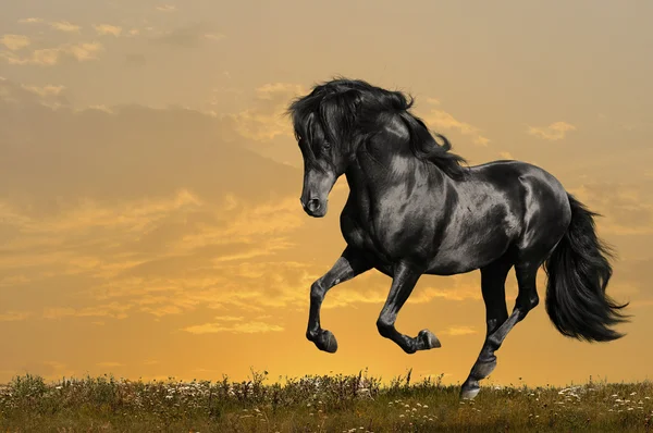 Galop de courses de chevaux noirs — Photo