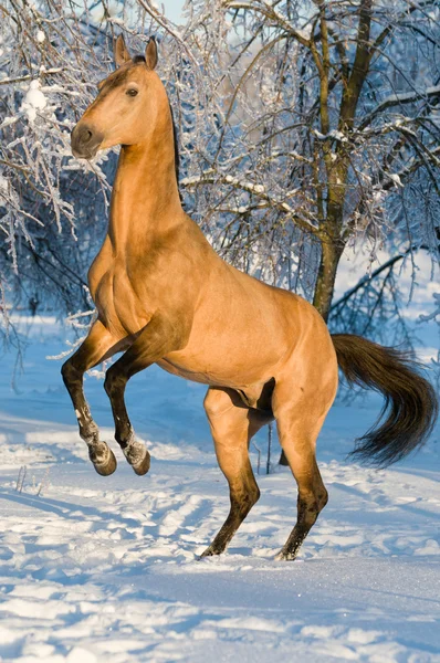Golden akhal-teke horse portrait — Stock Photo, Image