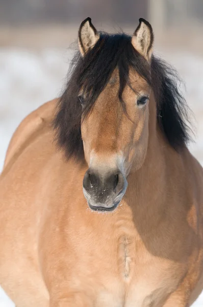 Cavalo da baía no inverno — Fotografia de Stock