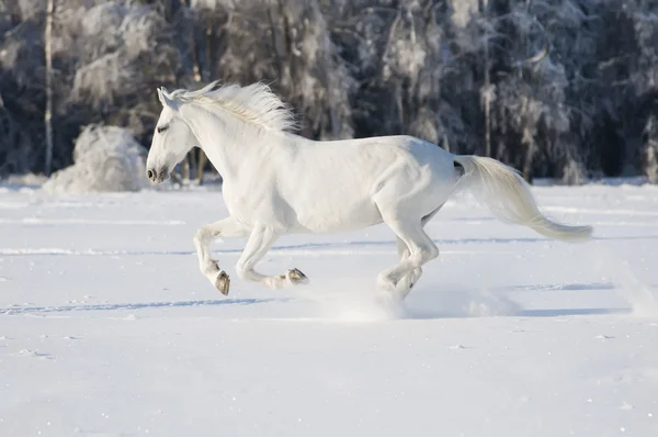 Άσπρο Άλογο Τρέχει Καλπασμό Χειμώνα — Φωτογραφία Αρχείου