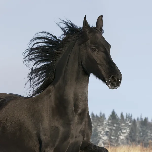 Black Horse Runs Gallop Winter — Stock Photo, Image