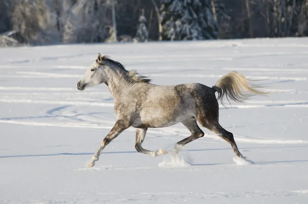 Biały koń biegnie kłus — Zdjęcie stockowe