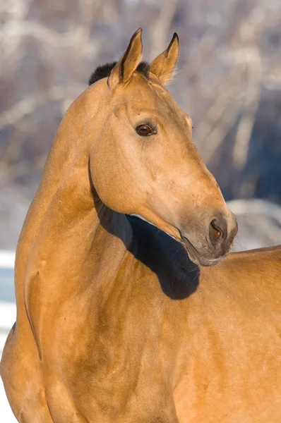 Portrét Koně Akhal Teke Zimě — Stock fotografie