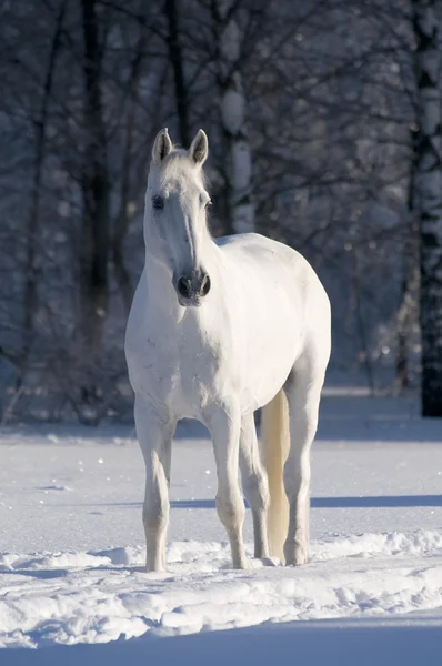 Άσπρο άλογο επιβήτορα πορτρέτο — Φωτογραφία Αρχείου