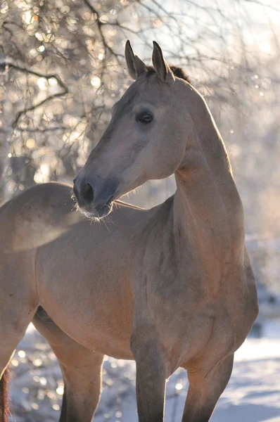 Ritratto Cavallo Akhal Teke Inverno — Foto Stock