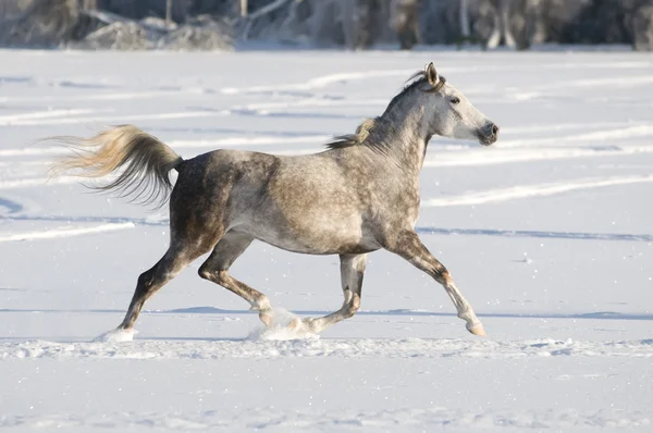 Vita hästen körs trav — Stockfoto