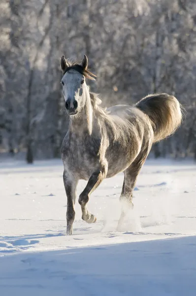 Cavalo branco corre trote — Fotografia de Stock