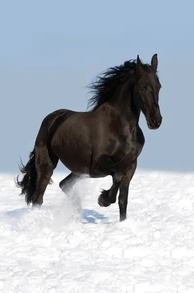 Cavalo friesiano preto no prado — Fotografia de Stock