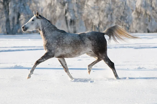Branco Cavalo Árabe Corre Trote Inverno — Fotografia de Stock