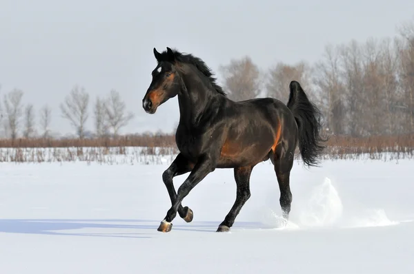 Bay horse in winter — Stock Photo, Image