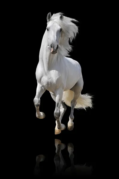 Cavalo branco isolado — Fotografia de Stock