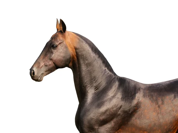 Baai Akhal Teke Paard Geïsoleerd Witte — Stockfoto