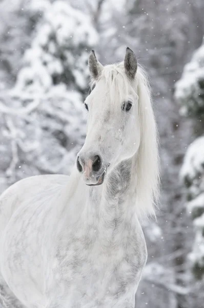 奥尔洛夫猪蹄白马画像在冬季 — 图库照片
