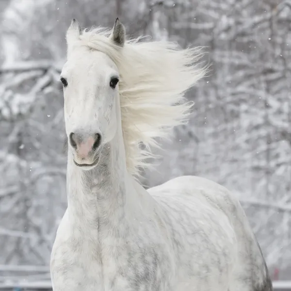 Cavalo branco no inverno — Fotografia de Stock