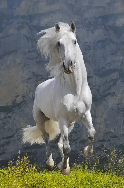 Белая Лошадь Скачет Галопом Горах — стоковое фото
