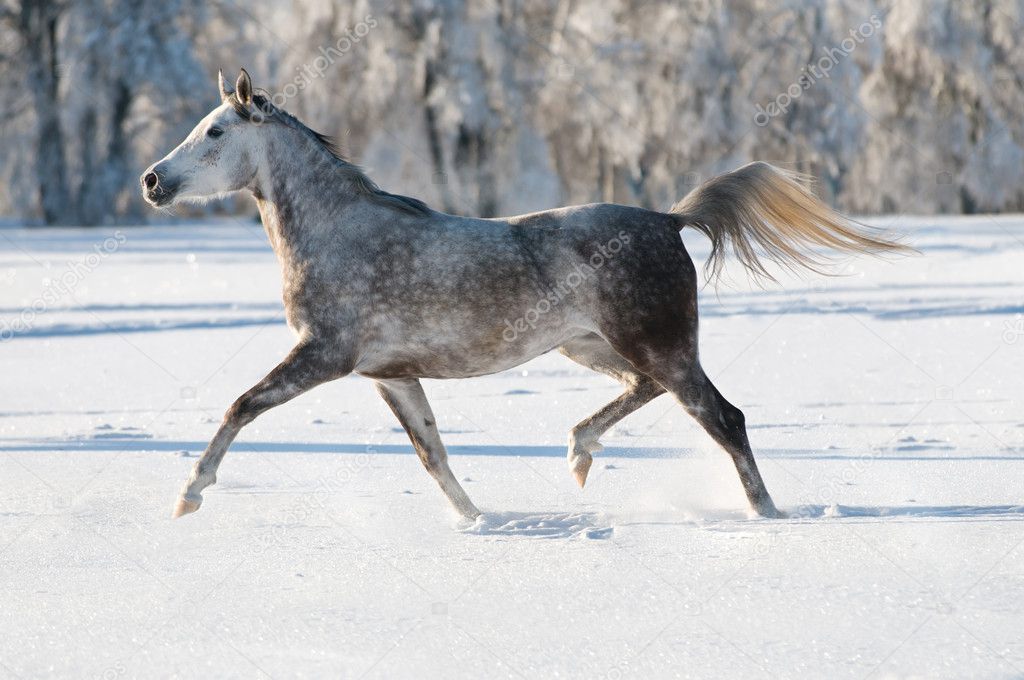 White arabian horse runs trot in winter