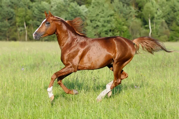Castanha Garanhão Cavalo Árabe Corre Galope Prado — Fotografia de Stock