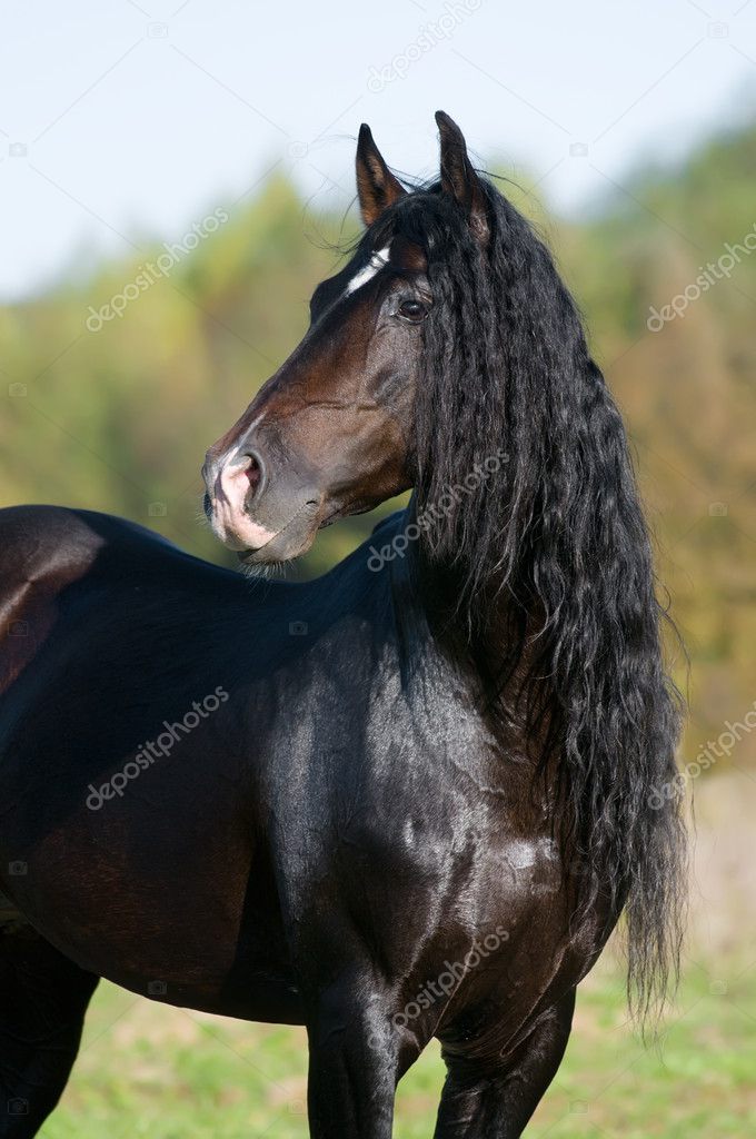 Bay horse stallion portrait in the summer