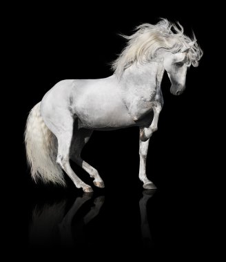 White andalusian horse stallion isolated on black clipart