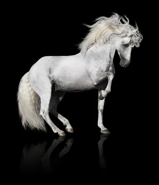 Witte Andalusische paard hengst geïsoleerd op zwart — Stockfoto
