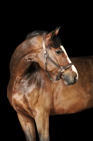 Bay Horse Mén Portré Fekete Háttér — Stock Fotó