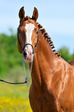 Chestnut Trakehner horse stallion portrait clipart