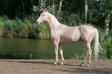 Cremello akhal-teke horse stallion portrait clipart